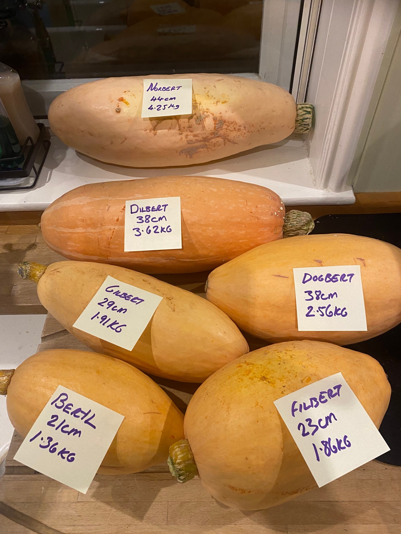 Six large banana squashes with names and weights on them